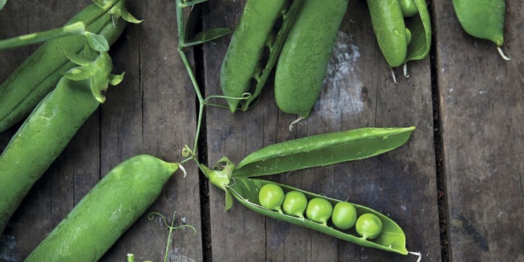 El INTA avanza en el desarrollo de nuevas variedades de arvejas, una legumbre que gana terreno en la dieta y el mercado