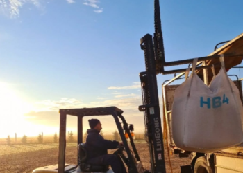 El Estado argentino publicará un documento para garantizar la comercialización de trigo libre de eventos transgénicos