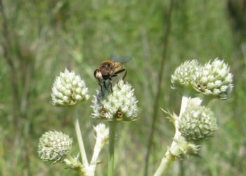 Los coleccionistas de moscas: En Agronomía estudian la población de “moscas de las flores” y advierten que muchas especies se achican
