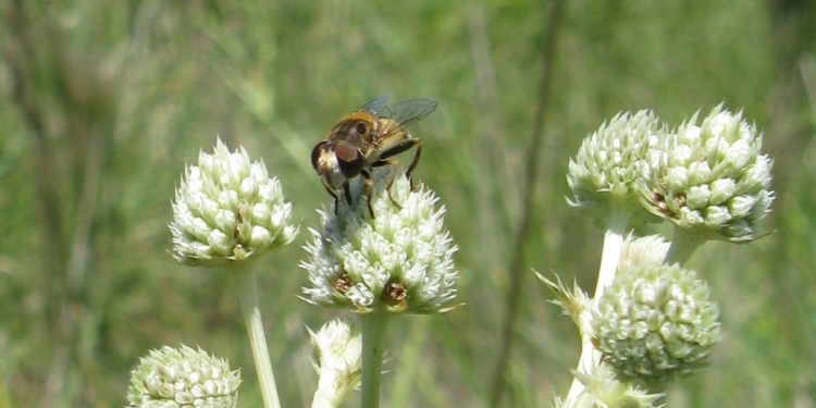 Los coleccionistas de moscas: En Agronomía estudian la población de “moscas de las flores” y advierten que muchas especies se achican