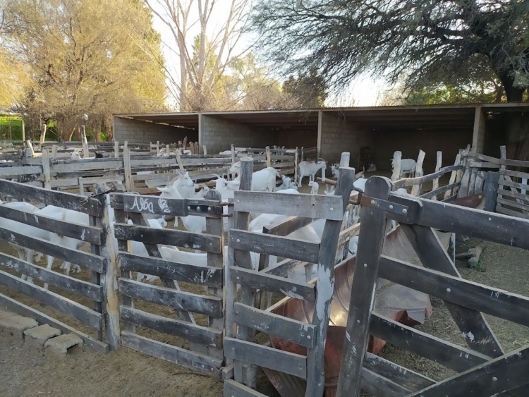 Querían sembrar orégano y terminaron criando cabras: Valeria y Rafael jamás pensaron en ser pastores y maestros queseros