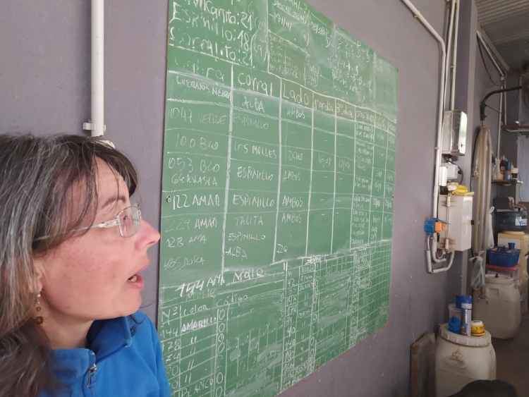 Querían sembrar orégano y terminaron criando cabras: Valeria y Rafael jamás pensaron en ser pastores y maestros queseros