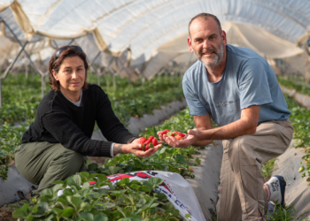 Mariana y José Pablo son tercera generación de productores de frutillas en Coronda, pero todo se hace cuesta arriba y dudan que su hijo pueda seguir