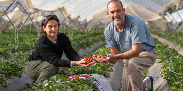 Mariana y José Pablo son tercera generación de productores de frutillas en Coronda, pero todo se hace cuesta arriba y dudan que su hijo pueda seguir