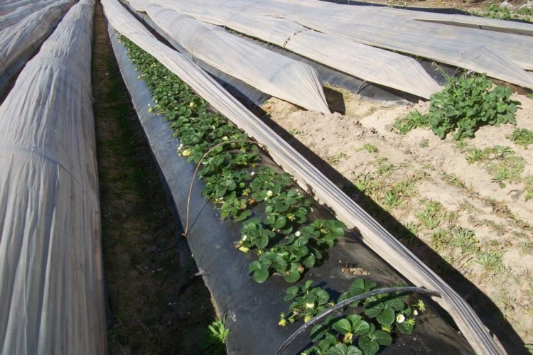 Mariana y José Pablo son tercera generación de productores de frutillas en Coronda, pero todo se hace cuesta arriba y dudan que su hijo pueda seguir