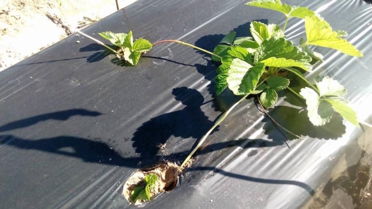 Mariana y José Pablo son tercera generación de productores de frutillas en Coronda, pero todo se hace cuesta arriba y dudan que su hijo pueda seguir