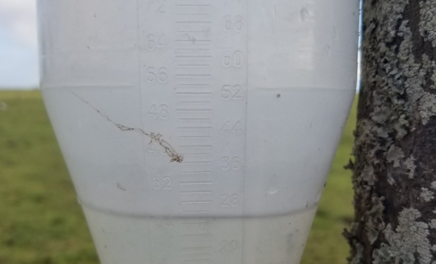 Niña no te tenemos miedo: Lluvias salvadoras le cambiaron la cara a la campaña gruesa en la zona núcleo pampeana