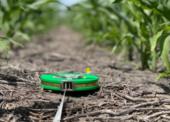 Argentina va camino a una siembra récord histórica de maíz tardío y los mercados lo saben