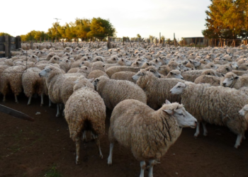 Se aprobó la extensión del régimen de promoción ovina con un presupuesto “licuado”