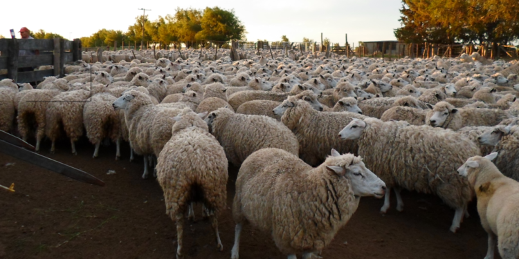 Se aprobó la extensión del régimen de promoción ovina con un presupuesto “licuado”