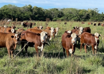 Hacia la concreción de un hito: Una empresa ganadera argentina inició el camino para poder vender bonos de carbono