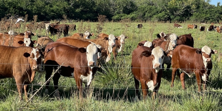 Hacia la concreción de un hito: Una empresa ganadera argentina inició el camino para poder vender bonos de carbono