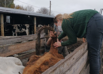 Cepo sanitario para la “vaca china”: Extienden el plazo para certificar establecimientos libres de brucelosis ante el bajo cumplimiento