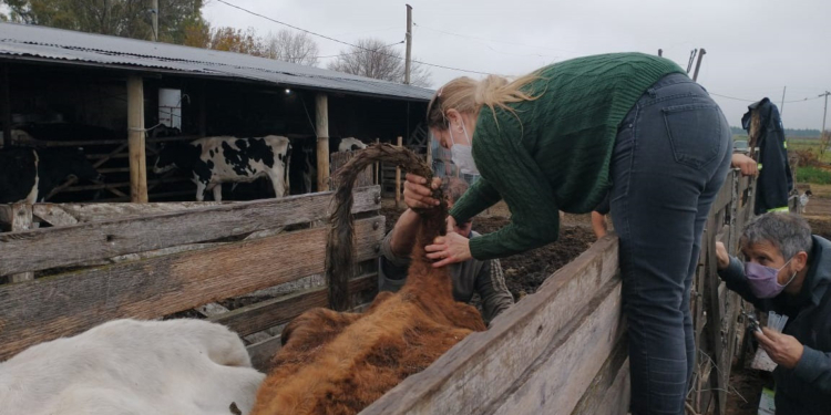 Cepo sanitario para la “vaca china”: Extienden el plazo para certificar establecimientos libres de brucelosis ante el bajo cumplimiento
