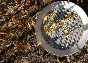 Argentina sigue teniendo la soja más cara del mundo, pero los productores argentinos venden la soja más barata del mundo