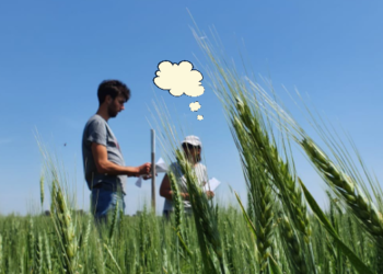 Tres gráficos clave para explicar qué sucede en el inexplicable mercado argentino de trigo