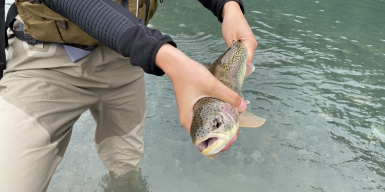 Agroempresas: Newsan Food anunció plan de inversión de 22 millones de dólares para producir trucha arcoíris