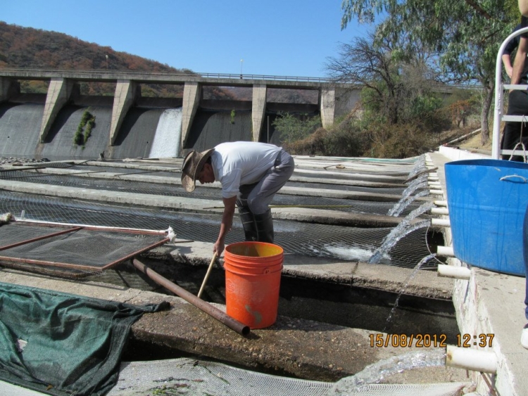 Todo comenzó pescando mojarritas: Sergio Salas cumplió su sueño de criar y sembrar truchas “con acento cordobés” en Traslasierra