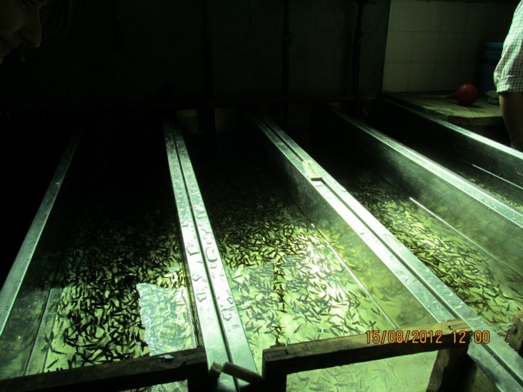 Todo comenzó pescando mojarritas: Sergio Salas cumplió su sueño de criar y sembrar truchas “con acento cordobés” en Traslasierra