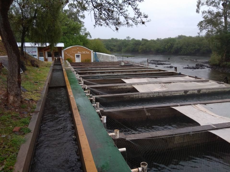 Todo comenzó pescando mojarritas: Sergio Salas cumplió su sueño de criar y sembrar truchas “con acento cordobés” en Traslasierra