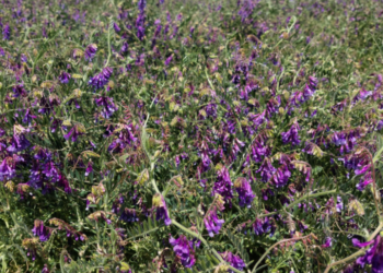 Explotaron en Google las búsquedas del término “vicia” con la suba sideral del precio de los fertilizantes nitrogenados