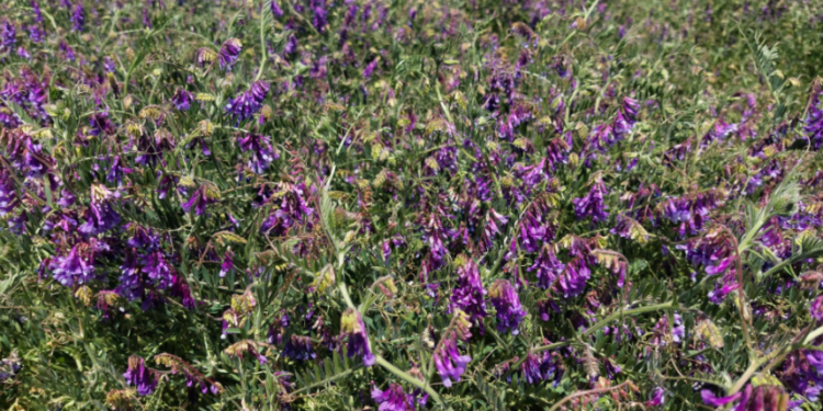 Explotaron en Google las búsquedas del término “vicia” con la suba sideral del precio de los fertilizantes nitrogenados