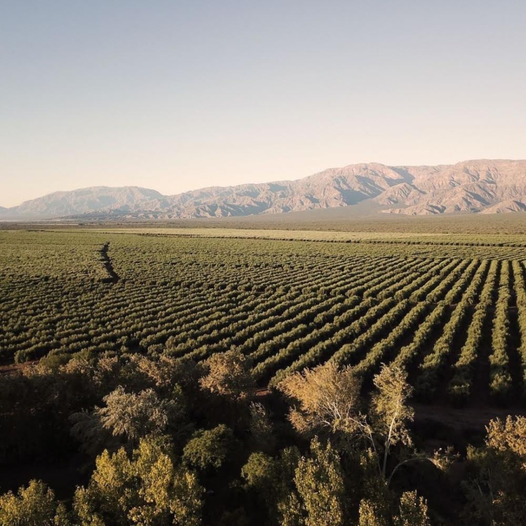 En la bodega riojana La Puerta, el agrónomo Javier Collovati impulsa mezclas de uvas con arte e historias