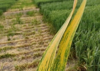 Preocupación entre agrónomos y científicos: Un virus “sin tratamiento” podría poner en jaque a la producción triguera argentina