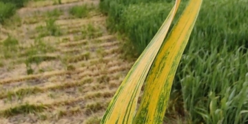 Preocupación entre agrónomos y científicos: Un virus “sin tratamiento” podría poner en jaque a la producción triguera argentina