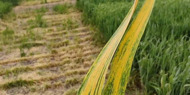 Preocupación entre agrónomos y científicos: Un virus “sin tratamiento” podría poner en jaque a la producción triguera argentina