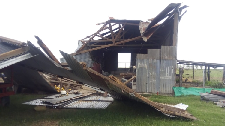 Rosita Dellafiore pasó las mil y una para poder vivir en su chacra de Laboulaye: Pero allí es feliz y sus ovejas le transmiten paz
