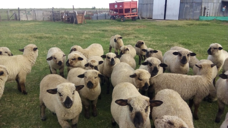 Rosita Dellafiore pasó las mil y una para poder vivir en su chacra de Laboulaye: Pero allí es feliz y sus ovejas le transmiten paz