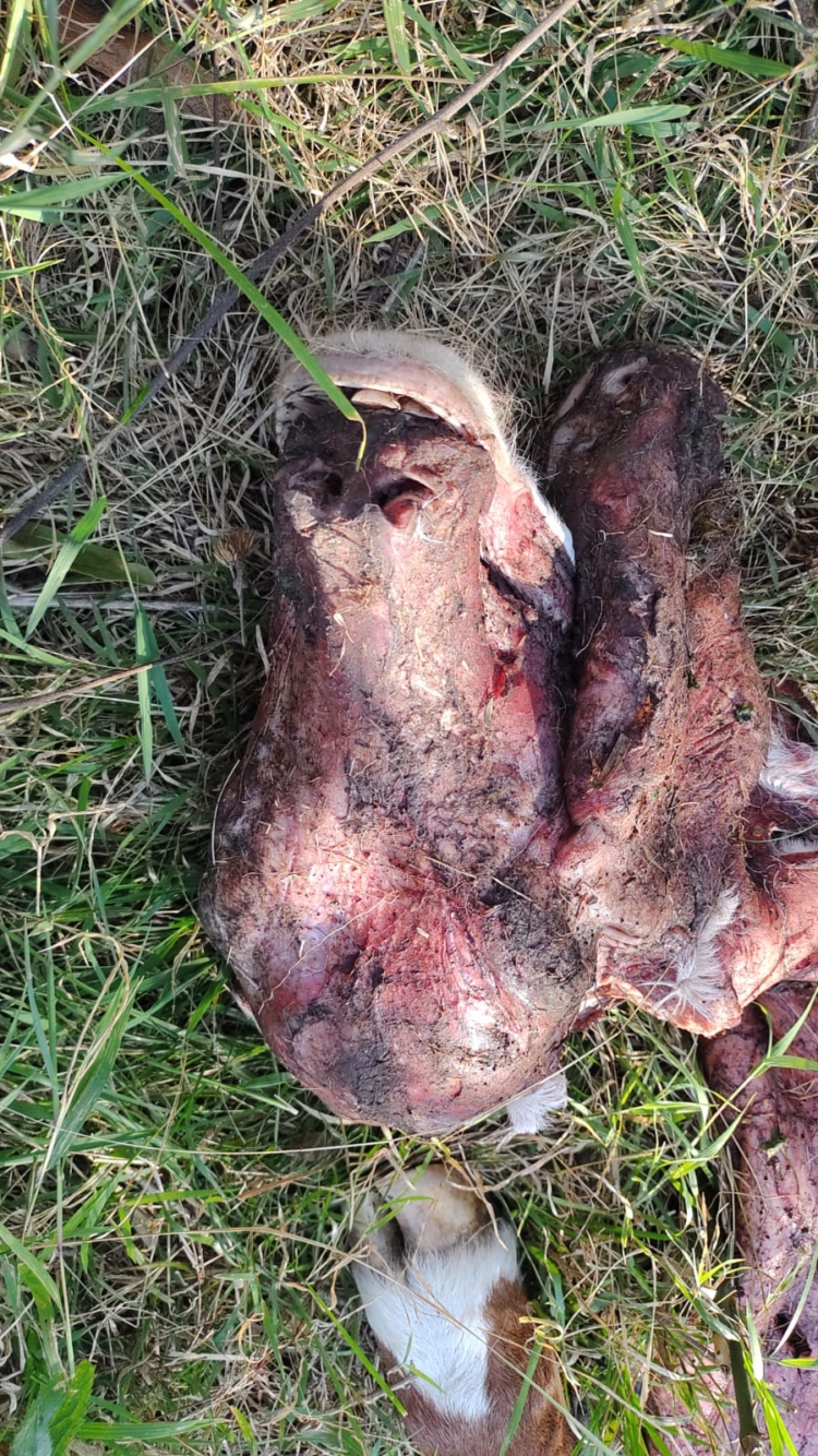 Eterno abigeato: En un año y medio Pedro Giebert hizo 70 denuncias por el robo de animales sin obtener una sola respuesta de las autoridades