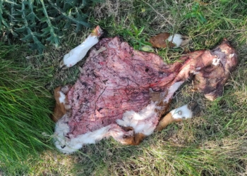 Eterno abigeato: En un año y medio Pedro Giebert hizo 70 denuncias por el robo de animales sin obtener una sola respuesta de las autoridades