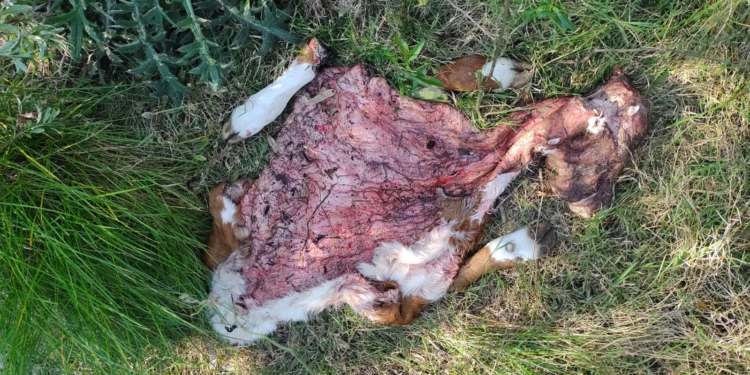 Eterno abigeato: En un año y medio Pedro Giebert hizo 70 denuncias por el robo de animales sin obtener una sola respuesta de las autoridades