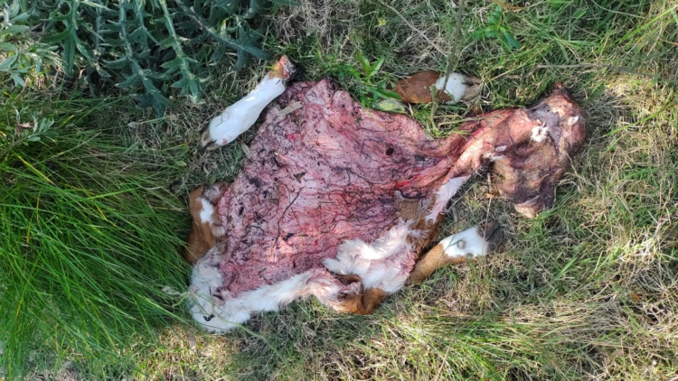 Eterno abigeato: En un año y medio Pedro Giebert hizo 70 denuncias por el robo de animales sin obtener una sola respuesta de las autoridades