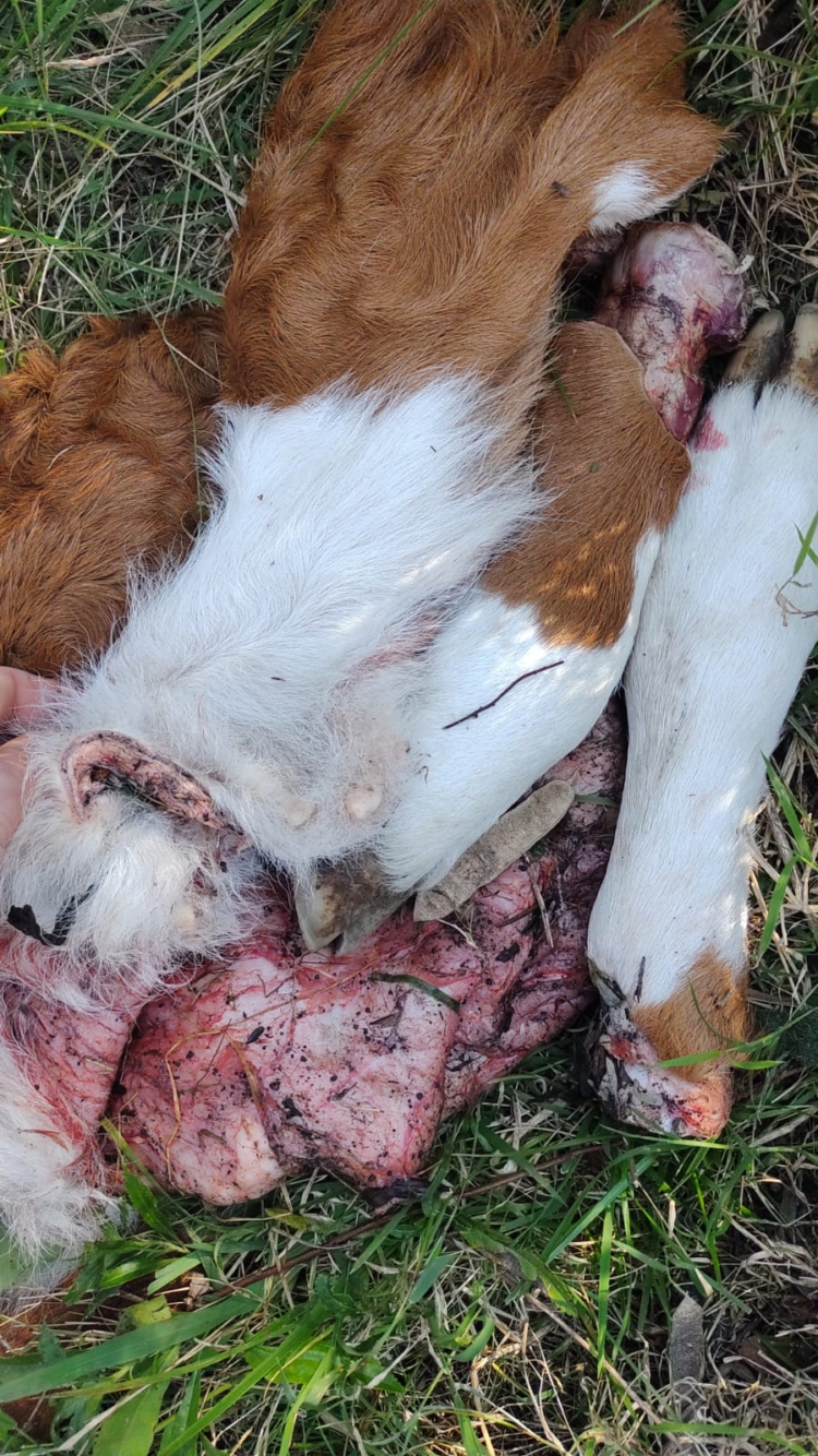 Eterno abigeato: En un año y medio Pedro Giebert hizo 70 denuncias por el robo de animales sin obtener una sola respuesta de las autoridades