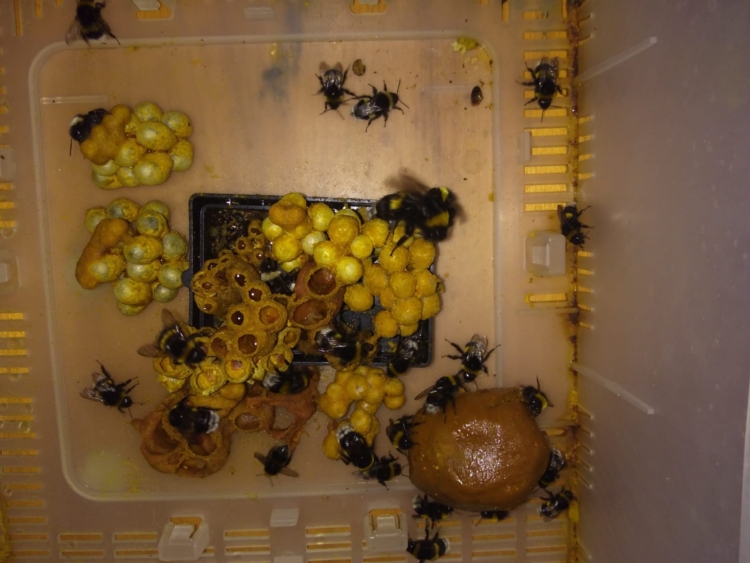 Los apicultores no sólo crían abejas: Luis Gómez incursionó en la cría de unos abejorros claves para la polinización en invernaderos… hasta que la burocracia metió la cola