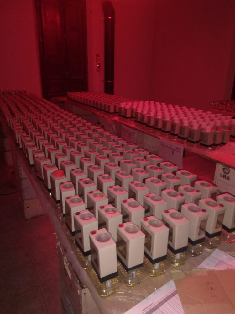 Los apicultores no sólo crían abejas: Luis Gómez incursionó en la cría de unos abejorros claves para la polinización en invernaderos… hasta que la burocracia metió la cola