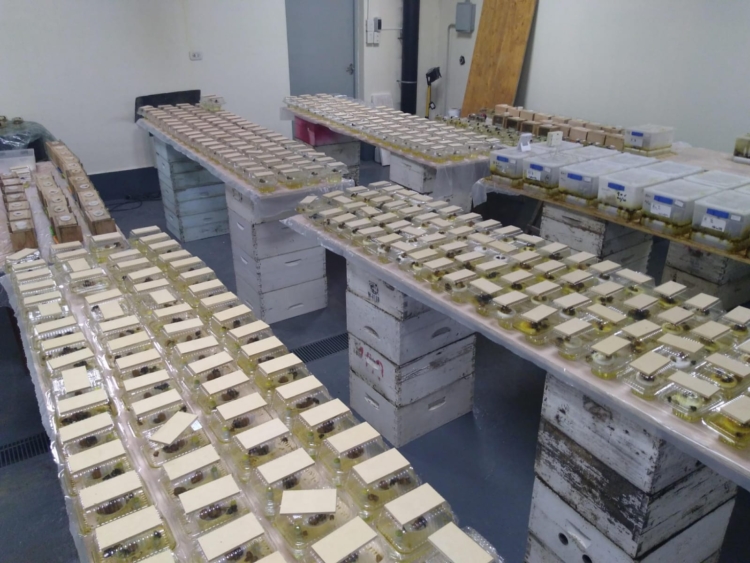 Los apicultores no sólo crían abejas: Luis Gómez incursionó en la cría de unos abejorros claves para la polinización en invernaderos… hasta que la burocracia metió la cola