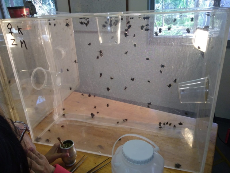 Los apicultores no sólo crían abejas: Luis Gómez incursionó en la cría de unos abejorros claves para la polinización en invernaderos… hasta que la burocracia metió la cola