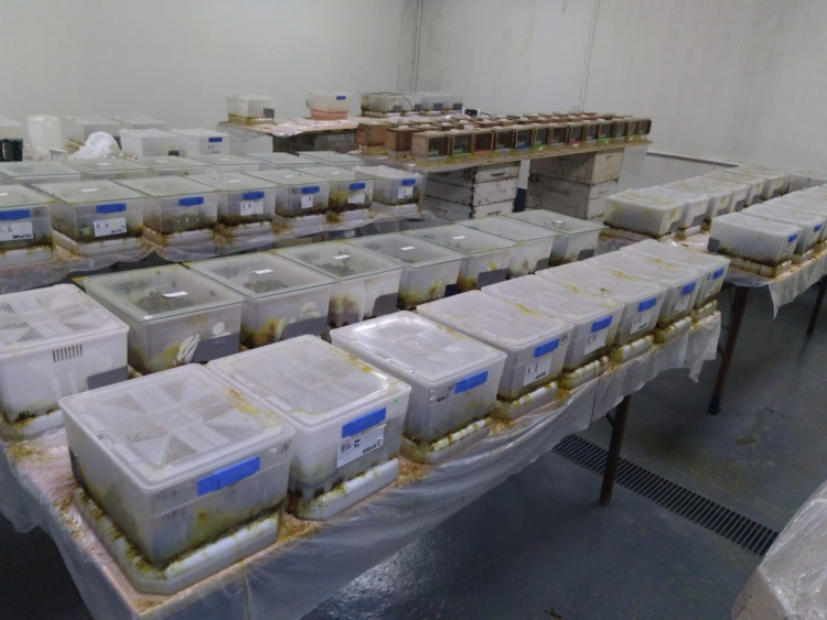 Los apicultores no sólo crían abejas: Luis Gómez incursionó en la cría de unos abejorros claves para la polinización en invernaderos… hasta que la burocracia metió la cola