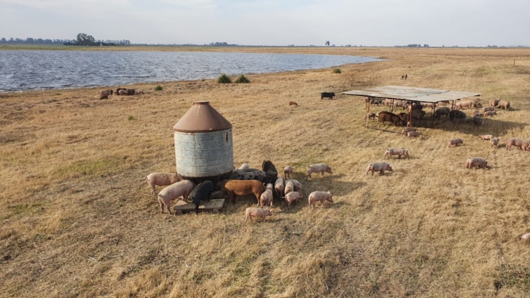 Los Codutti pusieron manos a la obra para reconvertir la chacra familiar y evitar la extinción de su padre chacarero: Ahora hacen ganadería regenerativa y elaboran chacinados