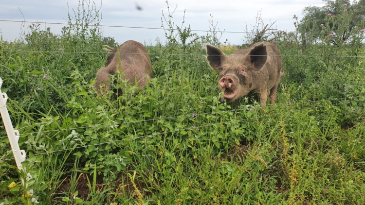 Los Codutti pusieron manos a la obra para reconvertir la chacra familiar y evitar la extinción de su padre chacarero: Ahora hacen ganadería regenerativa y elaboran chacinados