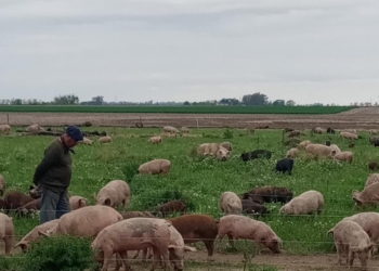 Los Codutti pusieron manos a la obra para reconvertir la chacra familiar y evitar la extinción de su padre chacarero: Ahora hacen ganadería regenerativa y elaboran chacinados
