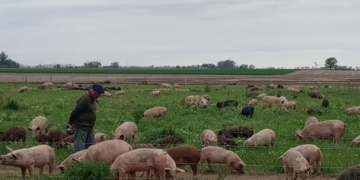 Los Codutti pusieron manos a la obra para reconvertir la chacra familiar y evitar la extinción de su padre chacarero: Ahora hacen ganadería regenerativa y elaboran chacinados
