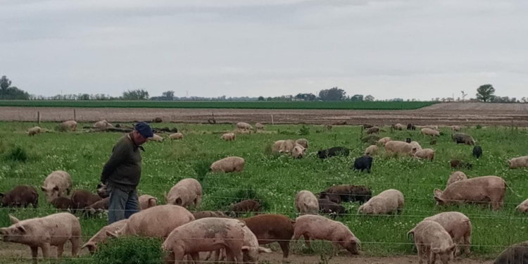 Los Codutti pusieron manos a la obra para reconvertir la chacra familiar y evitar la extinción de su padre chacarero: Ahora hacen ganadería regenerativa y elaboran chacinados