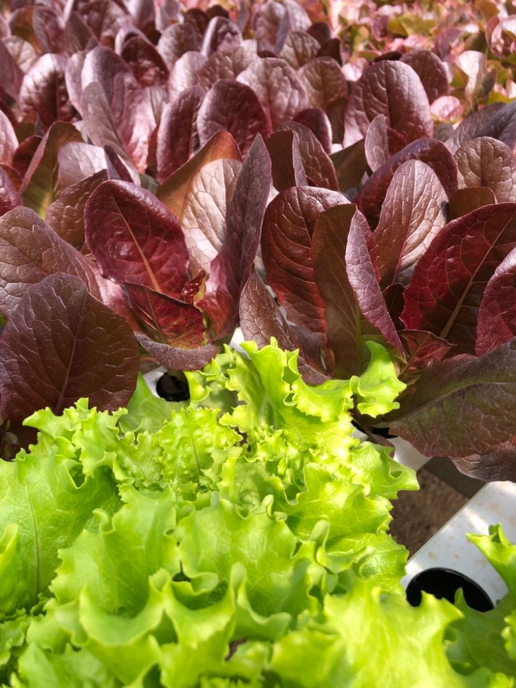 Hidroponia, espinaca chica y microgreens: Romina apuesta a producir en la ciudad para acortar distancias