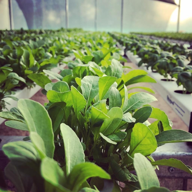 Hidroponia, espinaca chica y microgreens: Romina apuesta a producir en la ciudad para acortar distancias