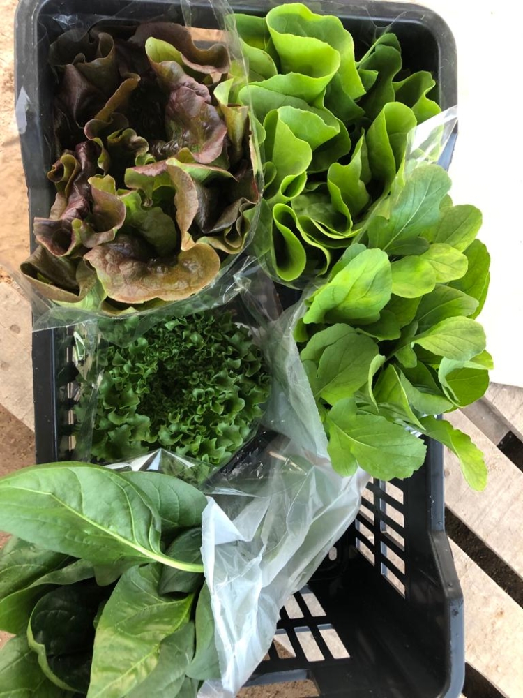 Hidroponia, espinaca chica y microgreens: Romina apuesta a producir en la ciudad para acortar distancias